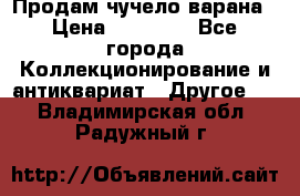 Продам чучело варана › Цена ­ 15 000 - Все города Коллекционирование и антиквариат » Другое   . Владимирская обл.,Радужный г.